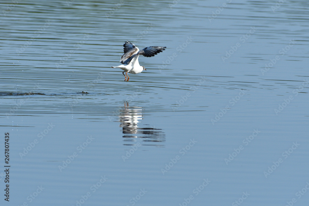 seagull flies over the surface of the water and catches fish seagull flies over the surface of the water and catches fish