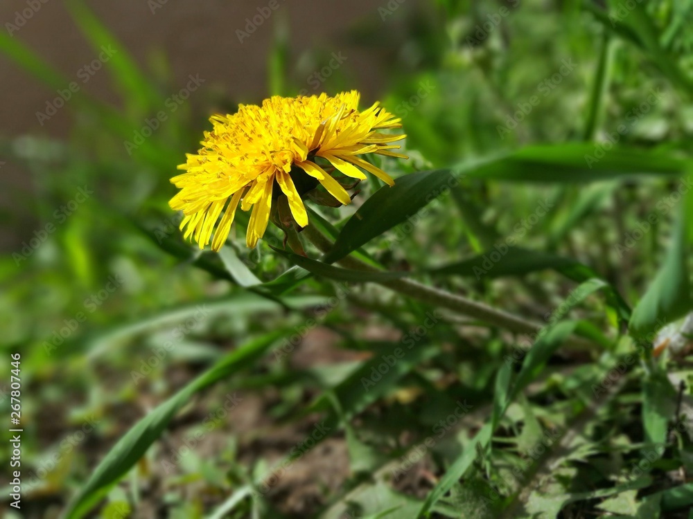 One yellow dandelion flower in green grass on a bright sunny spring day. Close-up, copy space for text. One yellow dandelion flower in green grass on a bright sunny spring day. Close-up, copy space for text.