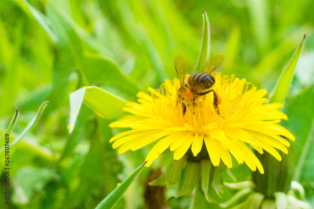 bee collects honey from a yellow flower macro bee collects honey from a yellow flower macro