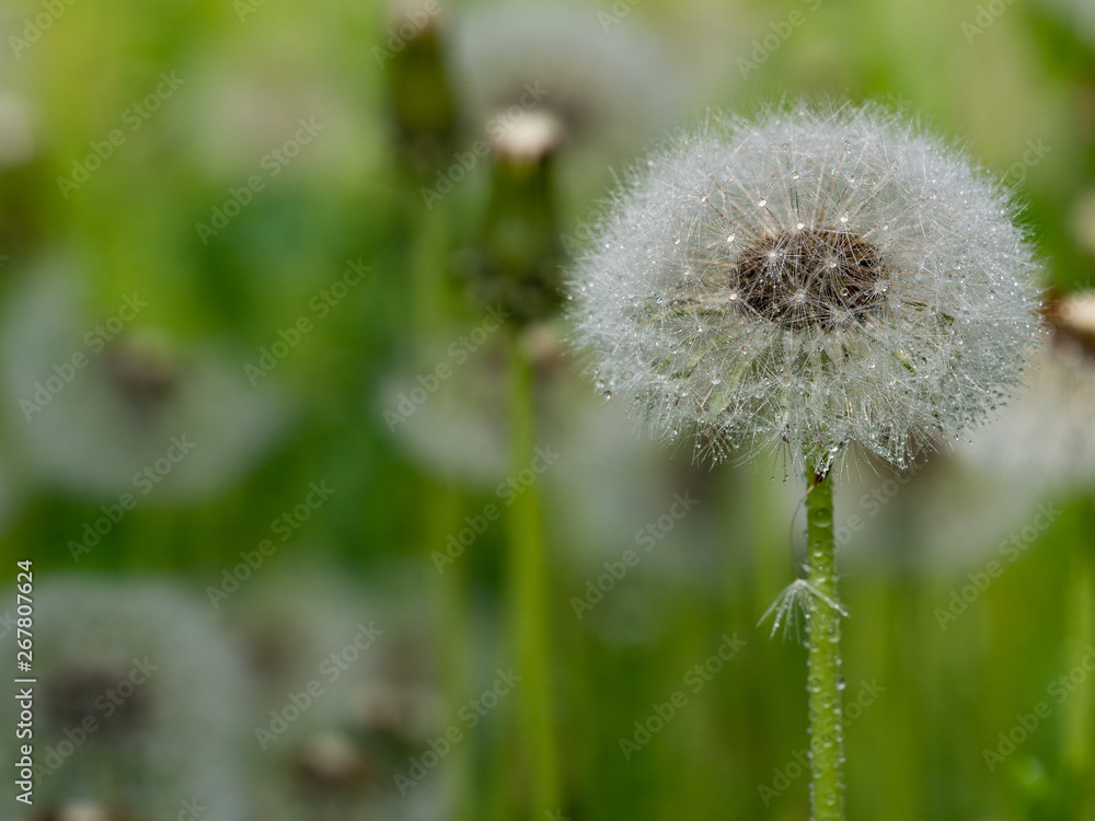 Fototapeta premium Fluffy white dandelion in the meadow. Blurred background.