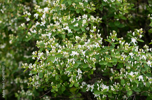 Lush flowering bush honeysuckle tatarian (Lonicera tatarica)