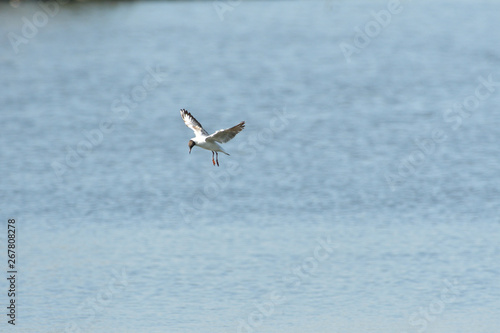 seagull flying over the surface of the pond and hunting fish © Pavol Klimek