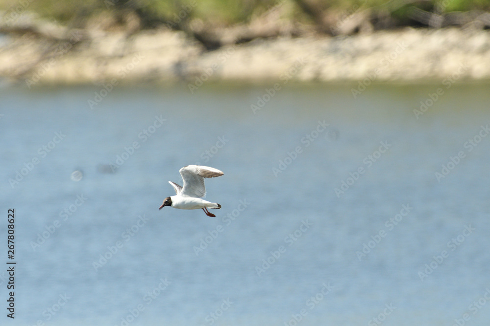 seagull flies over the surface of the water and catches fish seagull flies over the surface of the water and catches fish