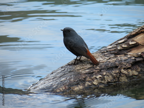 Beautiful Blue Bird in a Lake photo