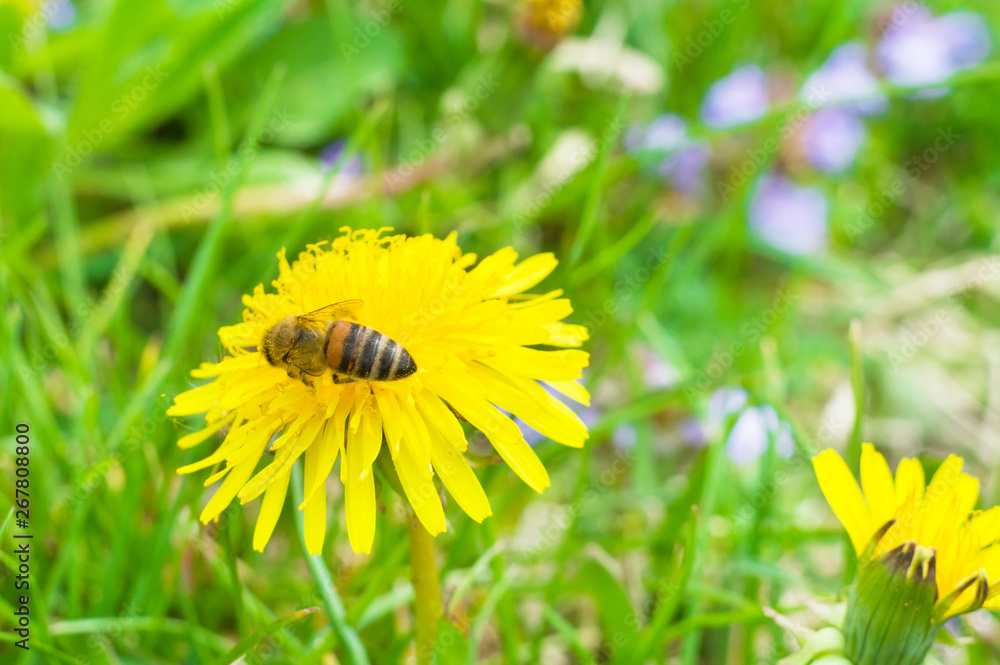 bee collects honey from a yellow flower macro bee collects honey from a yellow flower macro