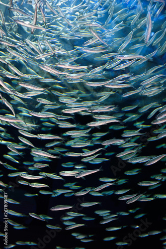 Looking up through a school of circling Alewives herring fish