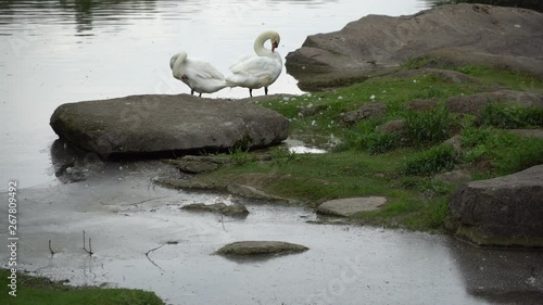 Swans couple on lake. Ducks and white swans in the reserve