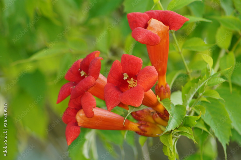 Beautiful red  flowers of the trumpet vine or trumpet creeper (Campsis radicans)