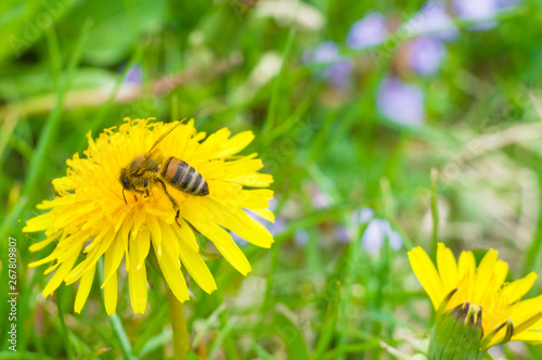 bee collects honey from a yellow flower macro