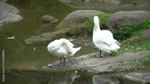 Swans couple on lake. Ducks and white swans in the reserve