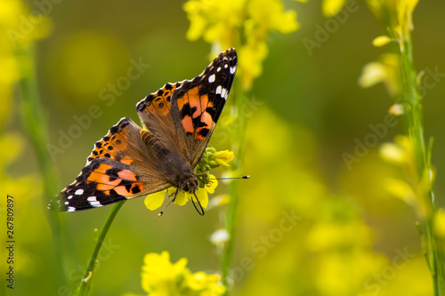Bright orange Painted Lady Butterfly close up in yellow wildflowers