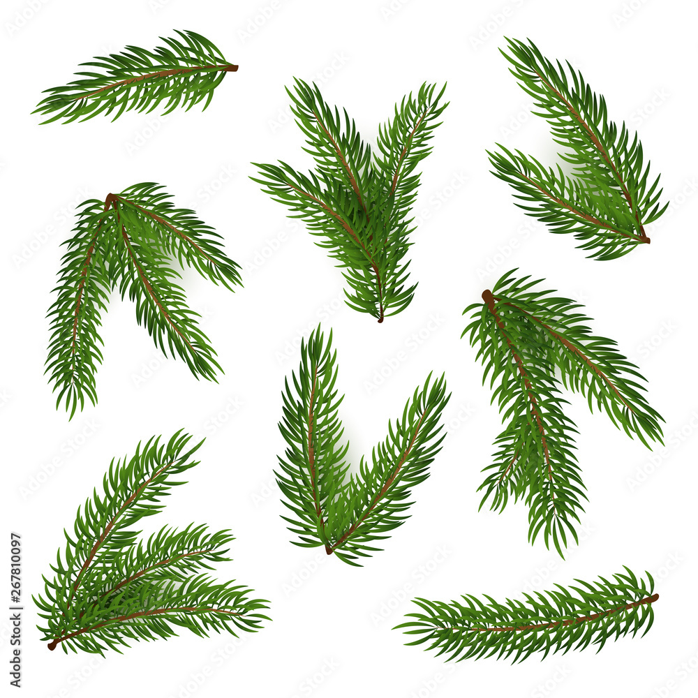 Spruce twigs set. Collection of green tree branches. Can be used for topics like forest, December, nature Spruce twigs set. Collection of green tree branches. Can be used for topics like forest, December, nature