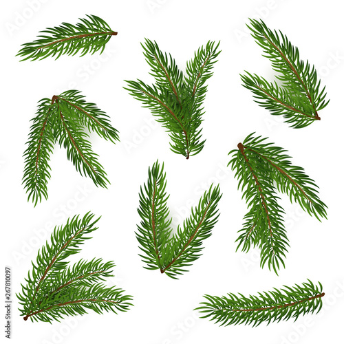 Spruce twigs set. Collection of green tree branches. Can be used for topics like forest  December  nature