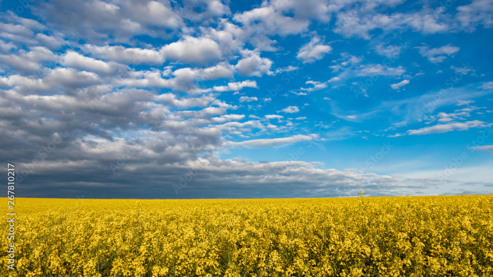 Fototapeta premium Oilseed rape field and beautiful sky