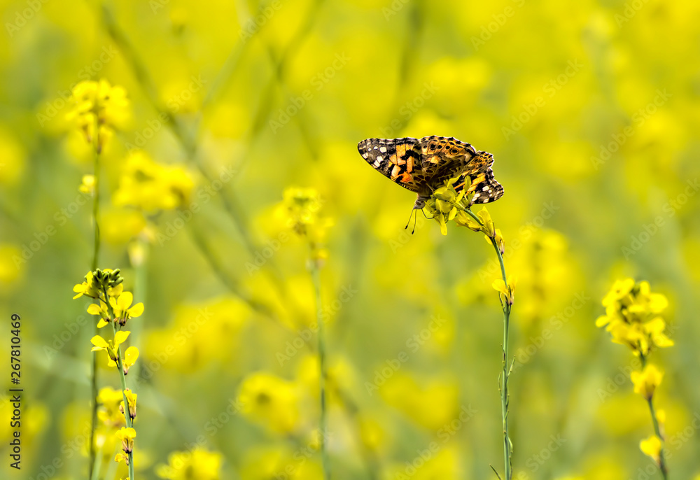 Painted Lady Butterfly in Field of Bright Yellow Mustard Wildflowers Painted Lady Butterfly in Field of Bright Yellow Mustard Wildflowers