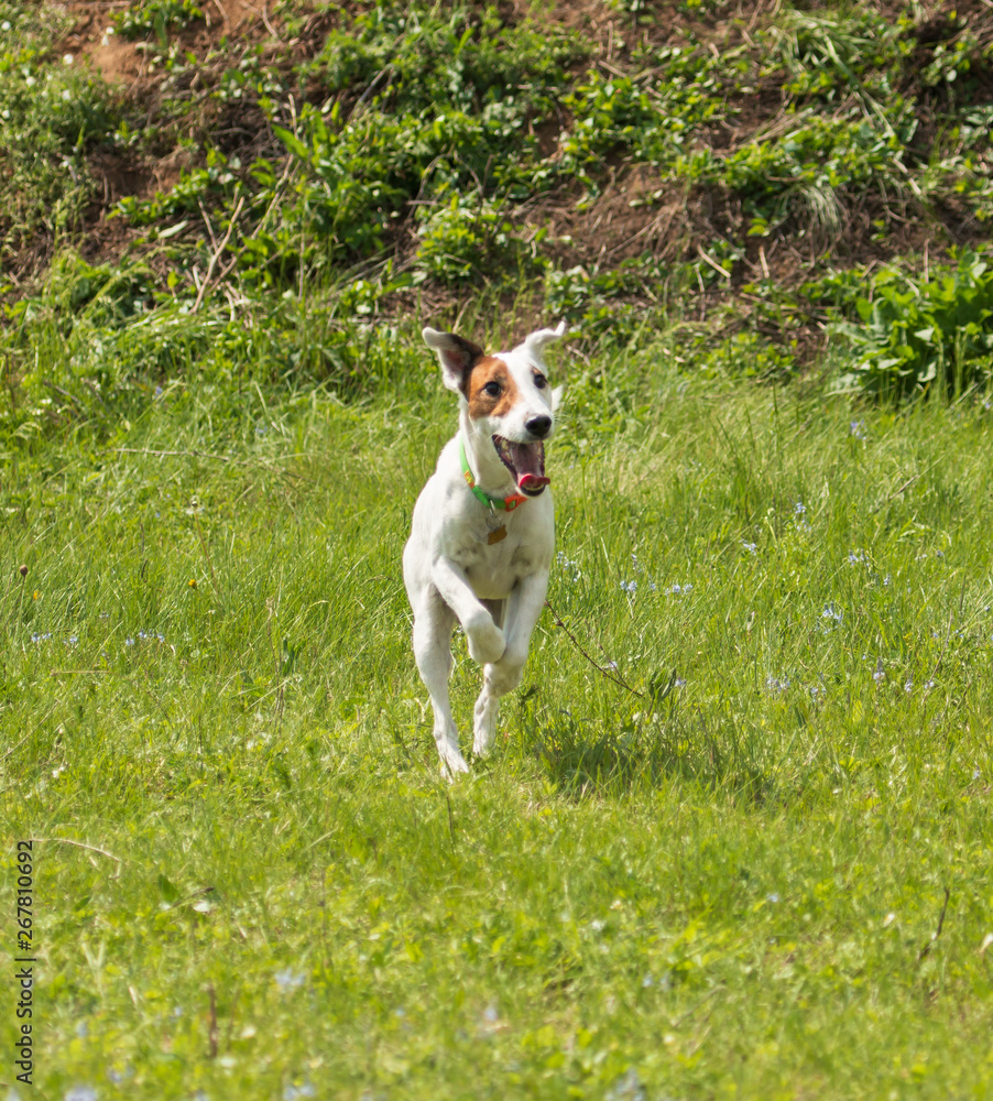 white dog with brown spots playing on the grasswhite dog with brown spots playing on the grass white dog with brown spots playing on the grasswhite dog with brown spots playing on the grass
