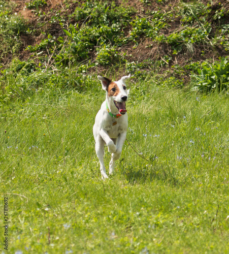 Fototapeta Naklejka Na Ścianę i Meble -  white dog with brown spots playing on the grasswhite dog with brown spots playing on the grass