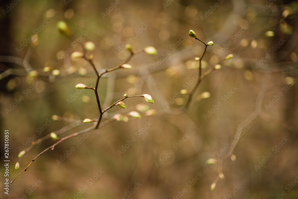 spring landscape, beautiful nature, green bushes and trees spring landscape, beautiful nature, green bushes and trees