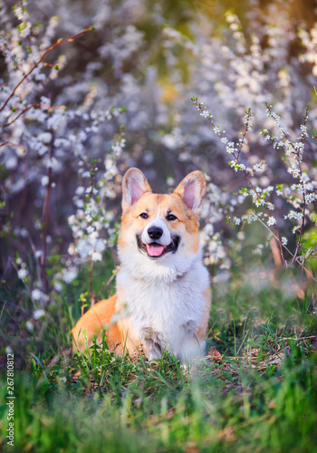portrait of cute funny red dog Corgi puppy sitting on background of flowering...