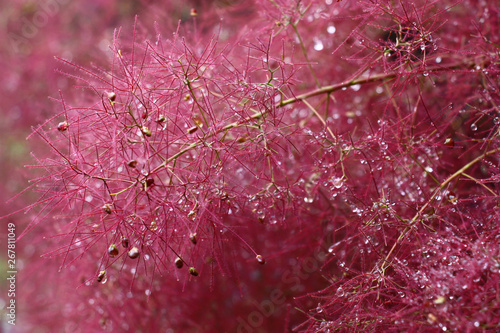 After a rain downy runaways cotinus were bent under weight of drops of water. photo