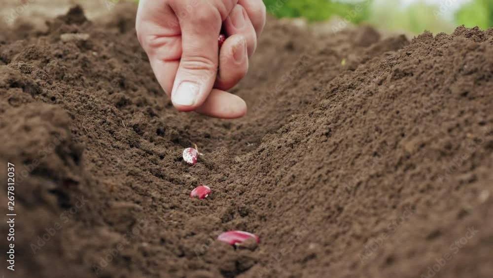 Farmer's hand planting a seed in the soil