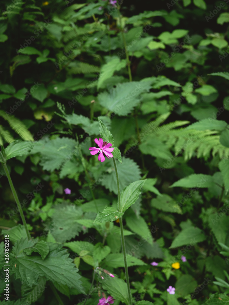 Purple pink flower and green fern
