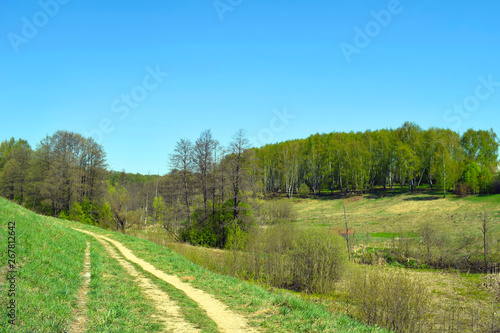 Grassy road, green hills, birch forest and blue sky. Spring or summer landscape.