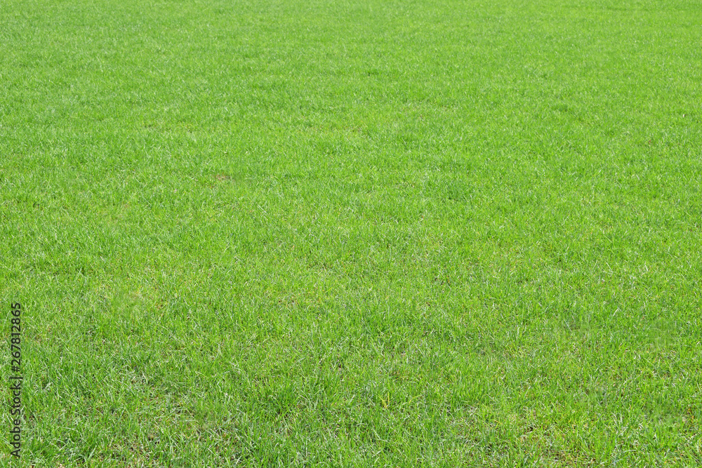 Naklejka Tekstura zielona trawa. Świeże wiosenne tło. Trawnik, łąka lub pole.