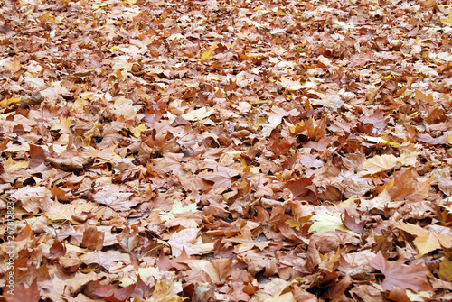 brown and dry fallen leaves