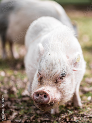 Curious Domestic Pig on Grass Field © Tom