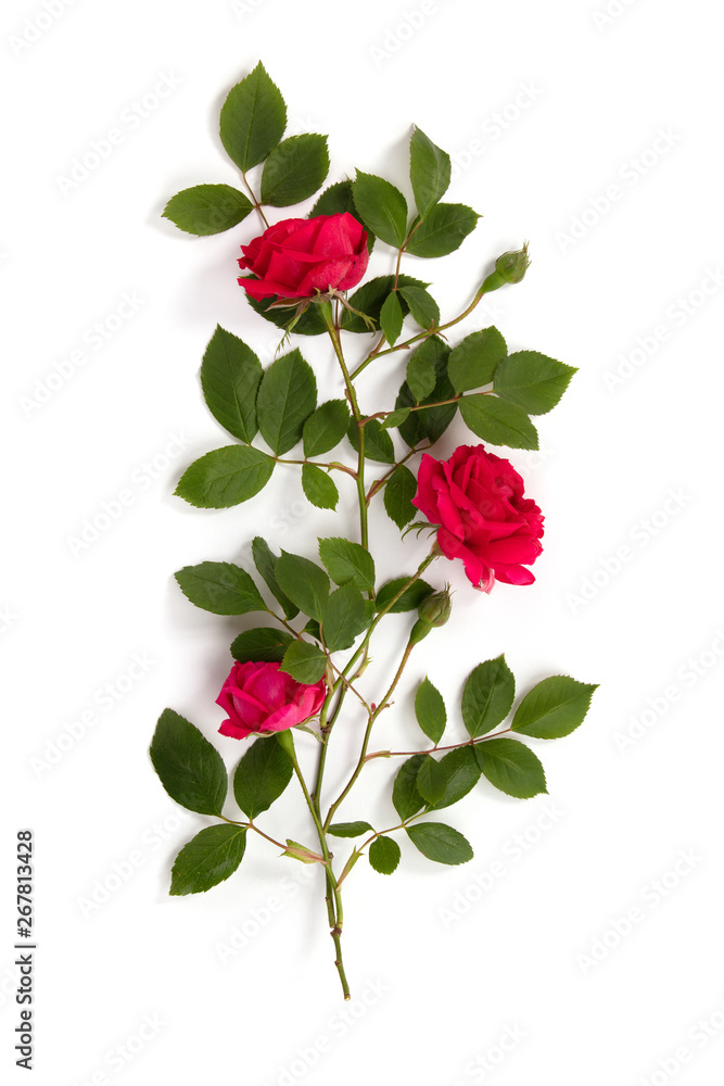 Pattern made of red roses on white background Pattern made of red roses on white background