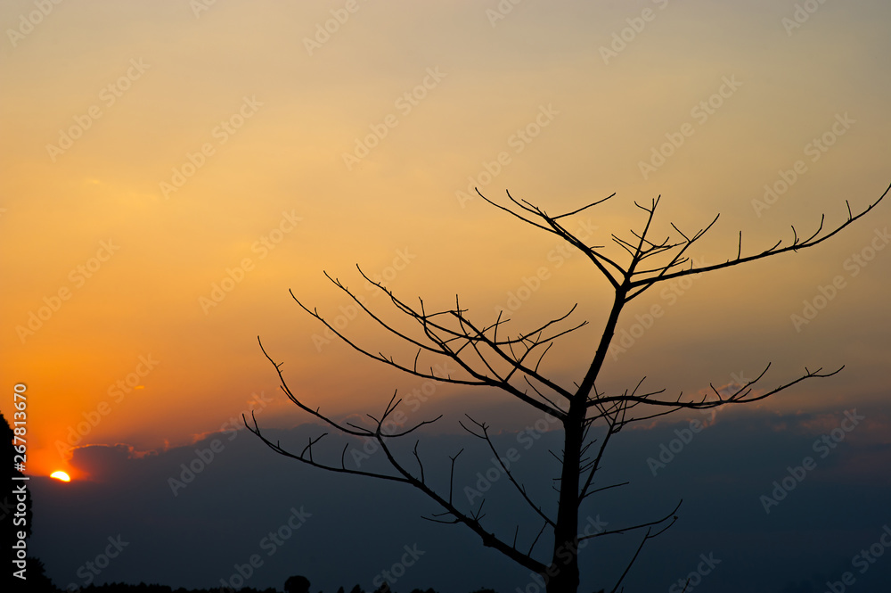 Black branches and sunset, orange sky, silhouette concept Black branches and sunset, orange sky, silhouette concept