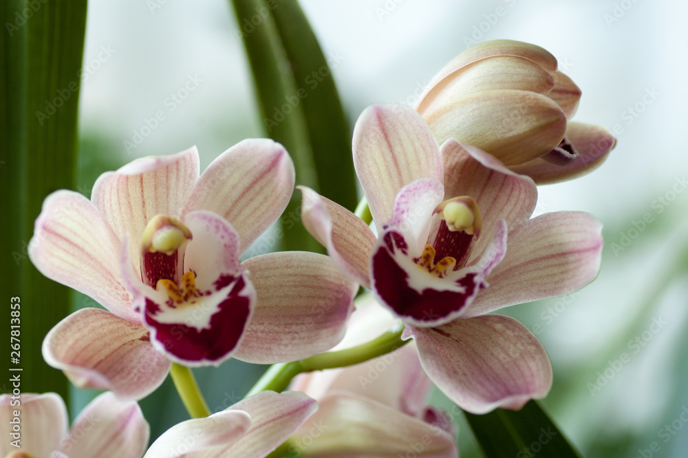 Obraz premium pink orchid