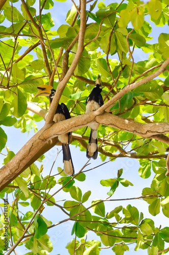 hornbill bird or bucerotidae bird ,great hornbill © jobrestful
