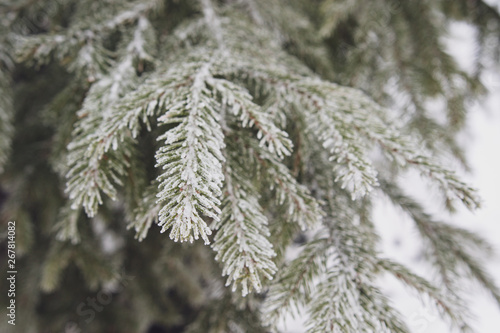 winter branches of spruce are covered with strong frost © metelevan