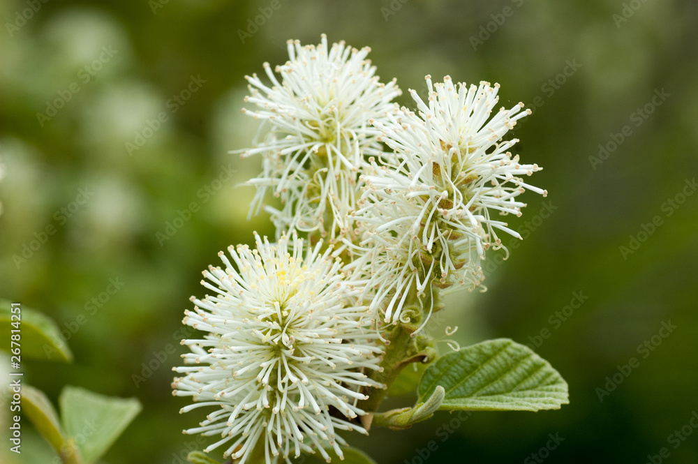 White Flowers