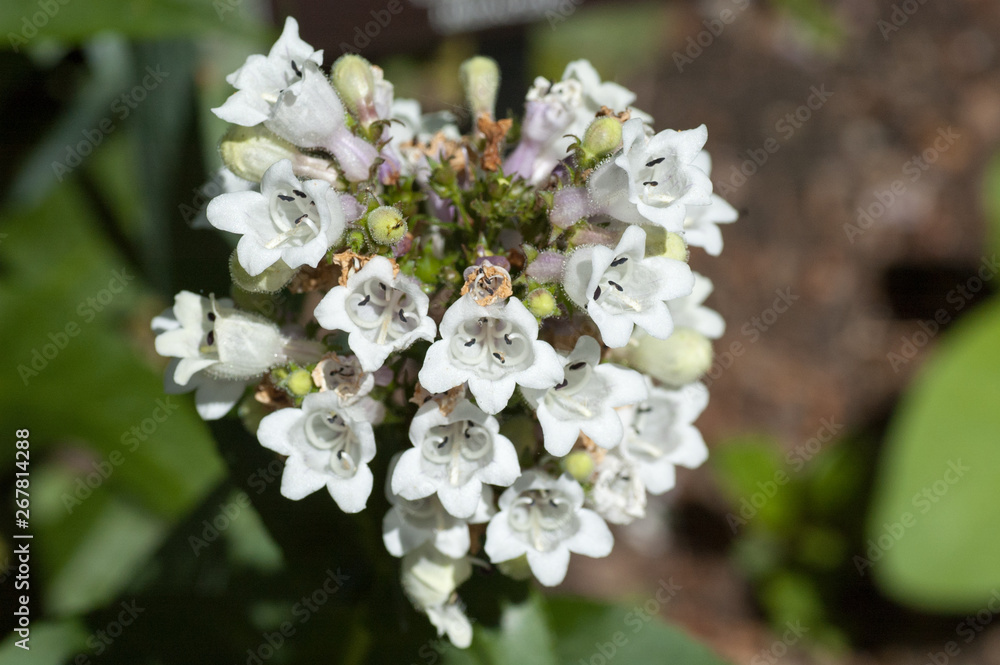 White Flowers White Flowers