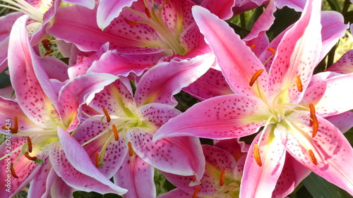 Fotografie Lillies on the lawn A beautiful spring day (1)