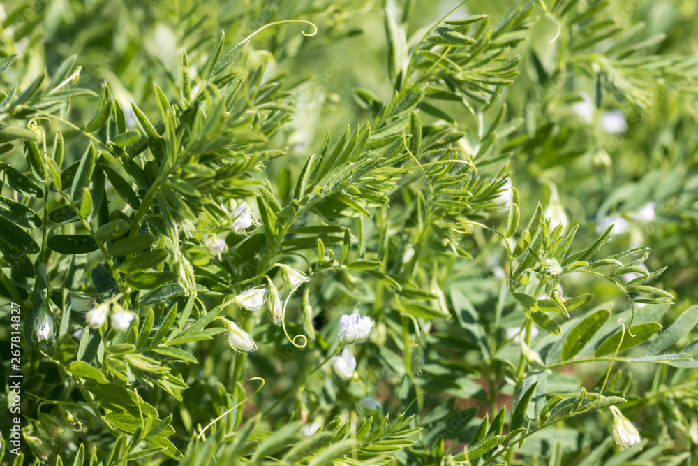 Close-up of a lentil plant with white flowers