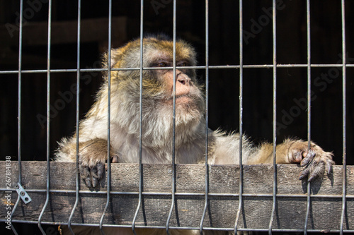 Sad monkey in cage at zoo. Lonely macaque in cell looking forward. Caged hairy primate at zoo. Cruelty and sadness concept. Freedom concept. Wild animal in cage. Escape concept. 
