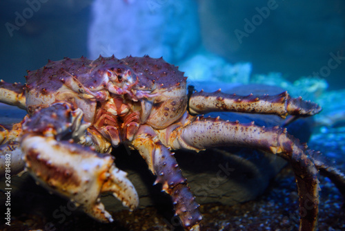 Mouth parts of a Red Alaskan King Crab in an aquarium