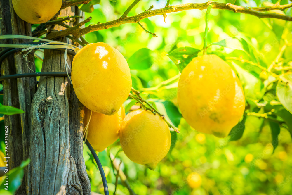 Lemon garden of Sorrento