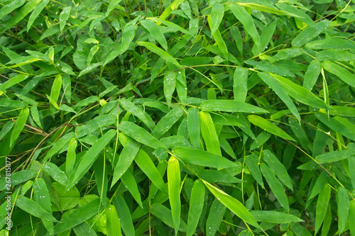 Bamboo leaf green background.
