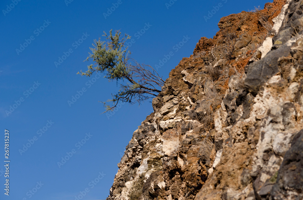 Tree on a rock, Santo-Antao, Cape Verde Tree on a rock, Santo-Antao, Cape Verde