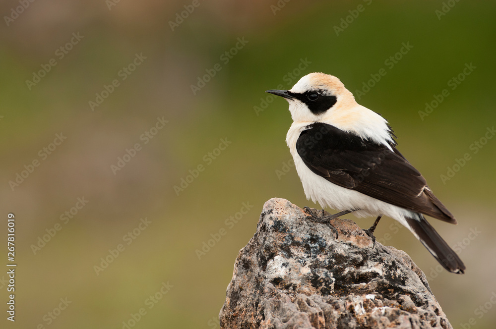 Naklejka premium Black-eared Wheatear - Oenanthe hispanica perched on a rock