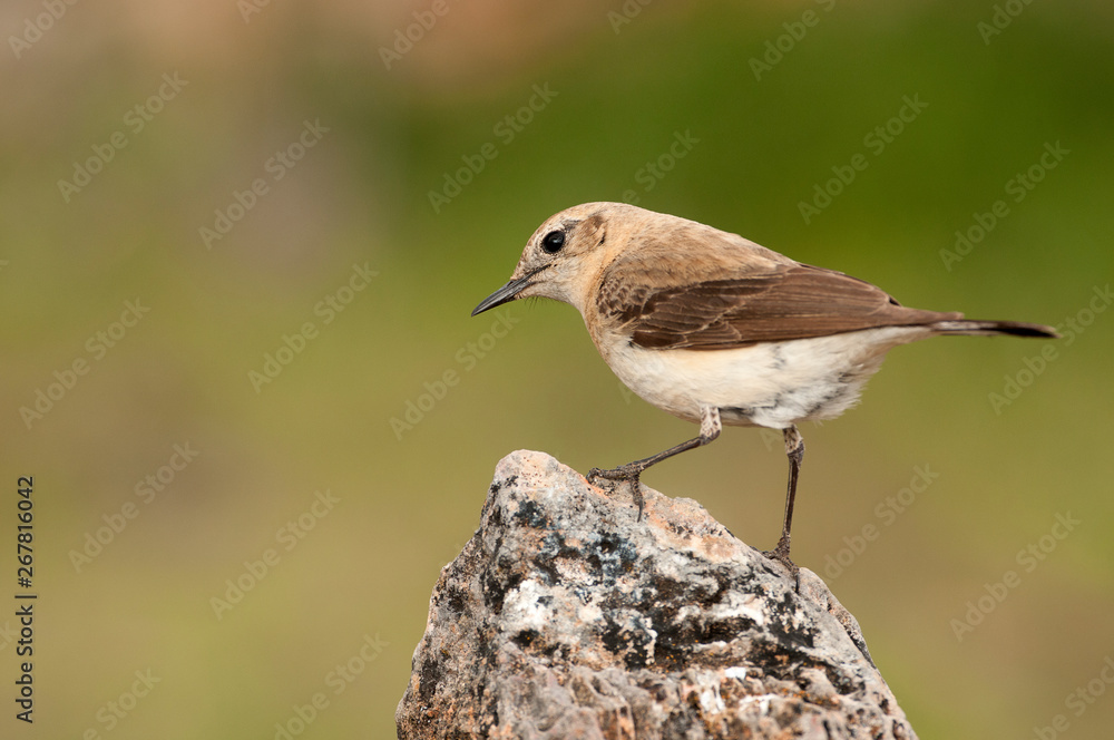 Black-eared Wheatear - Oenanthe hispanica perched on a rock