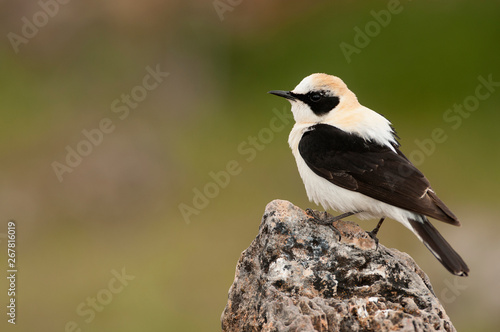 Black-eared Wheatear - Oenanthe hispanica perched on a rock