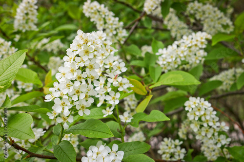 Bird cherry branch (Prunus padus) with white flowers. Prunus, hackberry, hagberry, or Mayday tree blooms in the forest in spring.