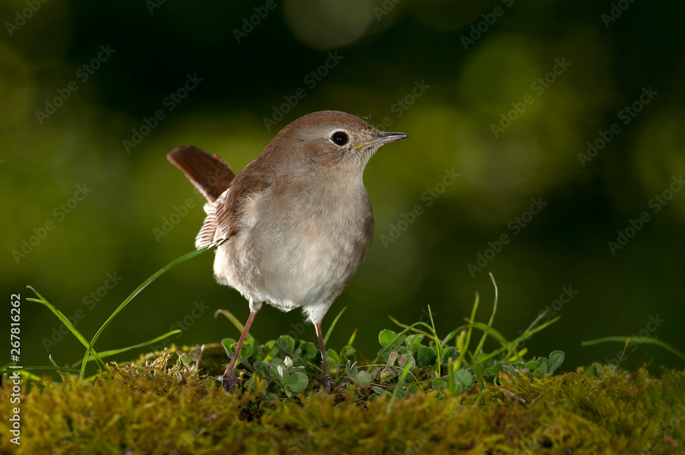 Fototapeta premium common Nightingale - Luscinia megarhynchos portrait