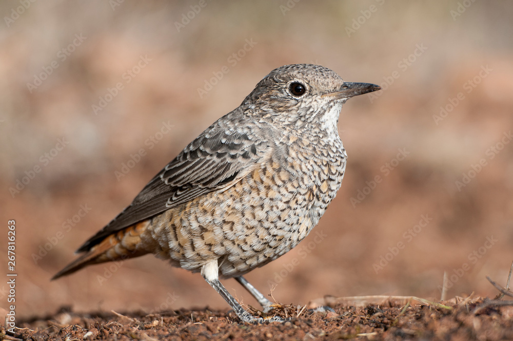 Common Rock Thrush - Monticola saxatilis female on the ground Common Rock Thrush - Monticola saxatilis female on the ground